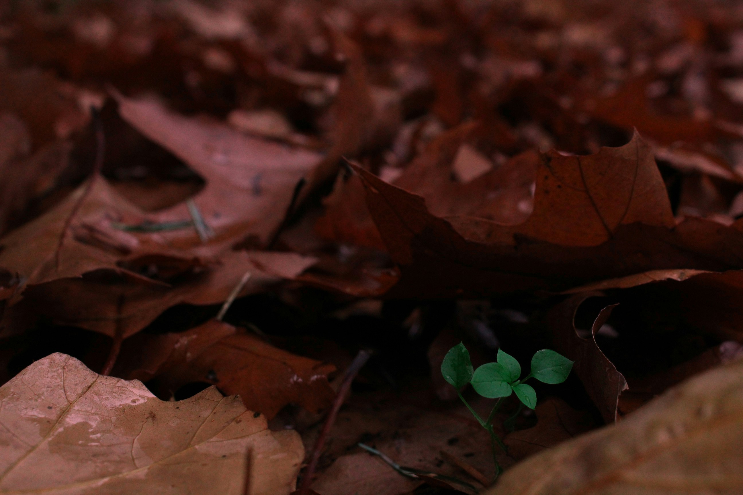 pile of dried leaves covering young plant