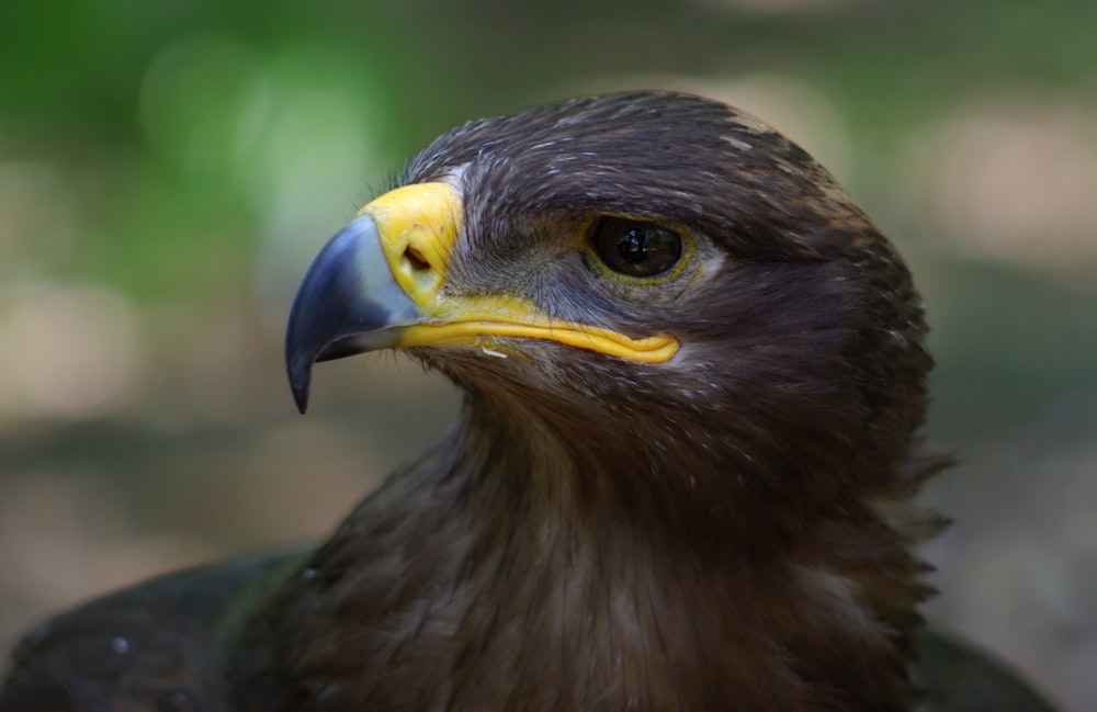 focus photo of hawk eagle