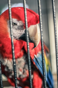 Parrot Claw Grip