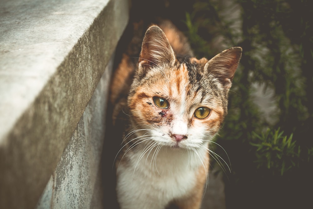 closeup photo of short-fur tan and white cat standing beside gray concrete wall