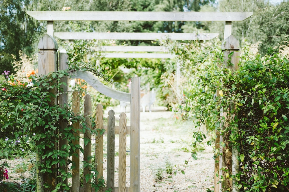 beige wooden fence covered with green vine plants