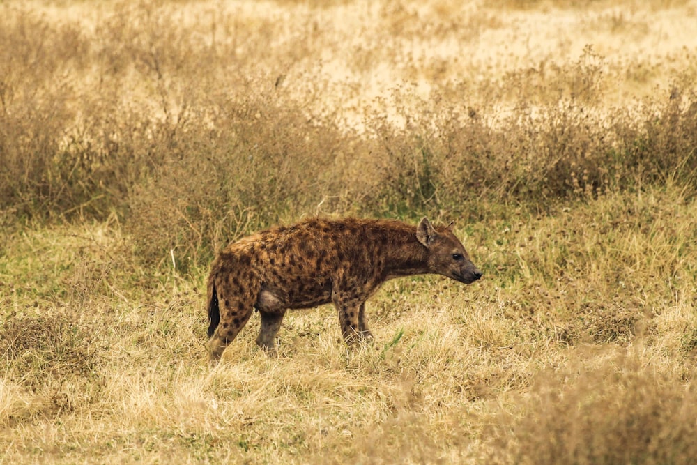 brown and black hyena on the field during daytime photography