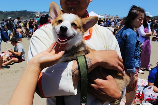 A person is holding a small, happy-looking dog, likely a corgi, amidst a crowd of people on a sunny day at the beach or a park. A hand is reaching out to pet the dog. People in the background are engaged in various activities, sitting, standing, and socializing.