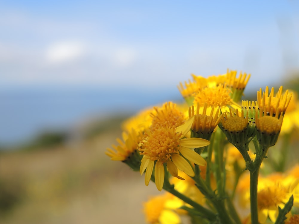 Gelbblättrige Blume Fokusfotografie