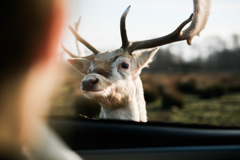 white deer