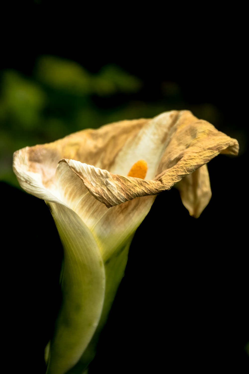 dried white petaled flower