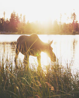 A panoramic shot showing a group of moose grazing peacefully in a golden meadow at sunset.