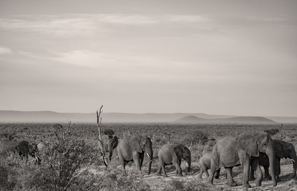 grayscale photography of group of elephant