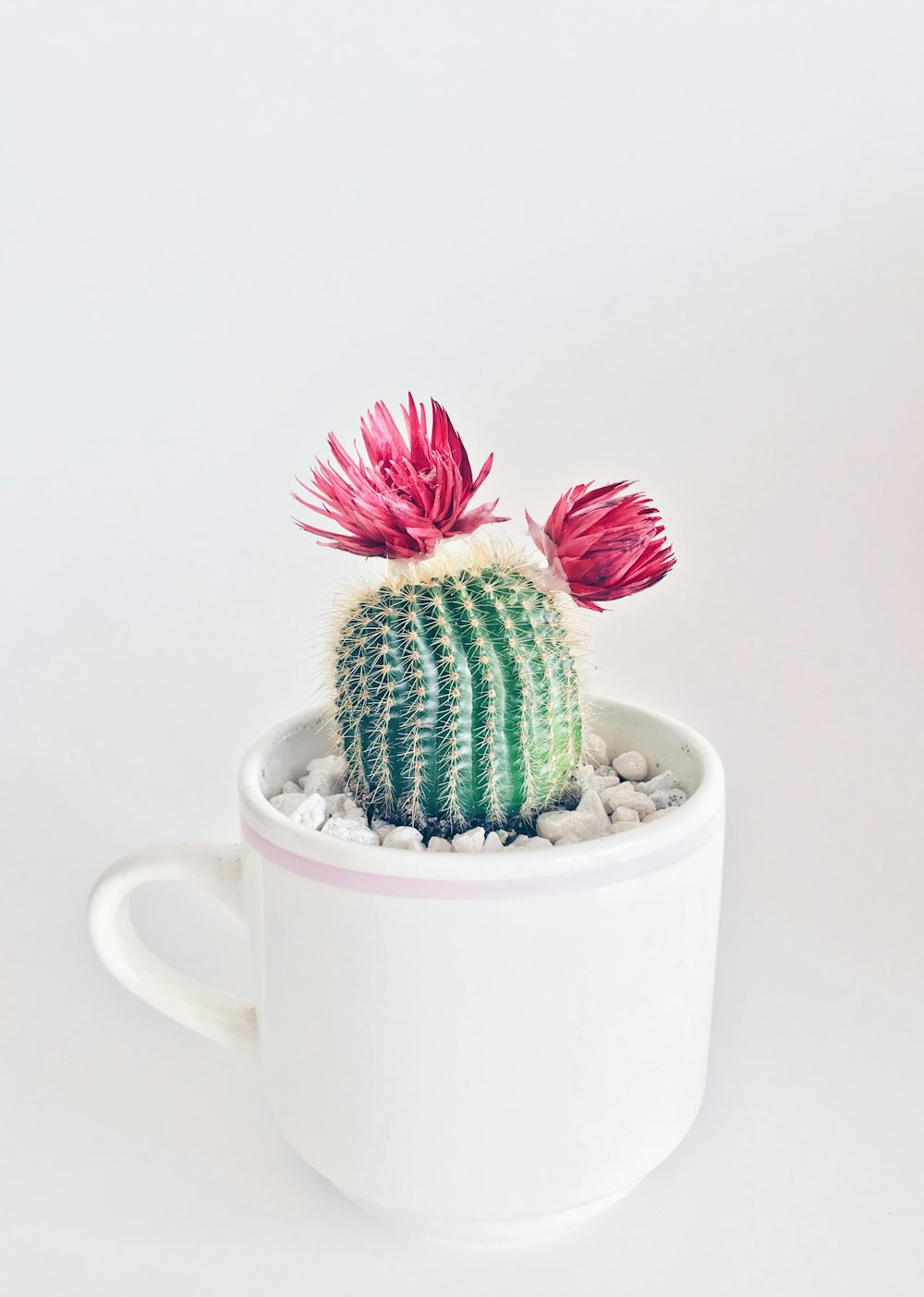 green cactus with flowers