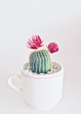 Fresh edible succulents and aloe vera plants arranged beautifully