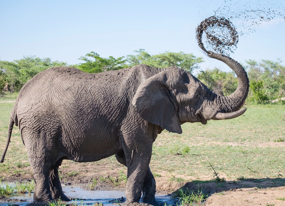 elefante grigio che gioca con il fango