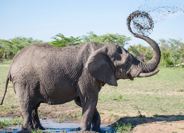 African elephant spraying mud over its back with its trunk beside a waterhole