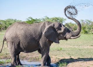 gray elephant playing with mud