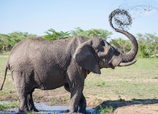 gray elephant playing with mud