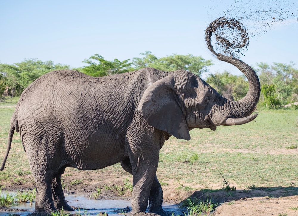 Grauer Elefant spielt mit Schlamm