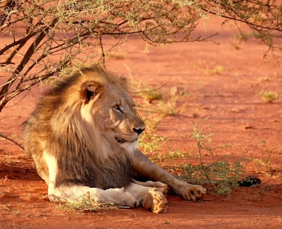 lion leaning near tree during daytime