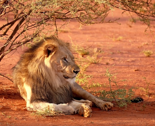 lion leaning near tree during daytime in Madikwe South Africa