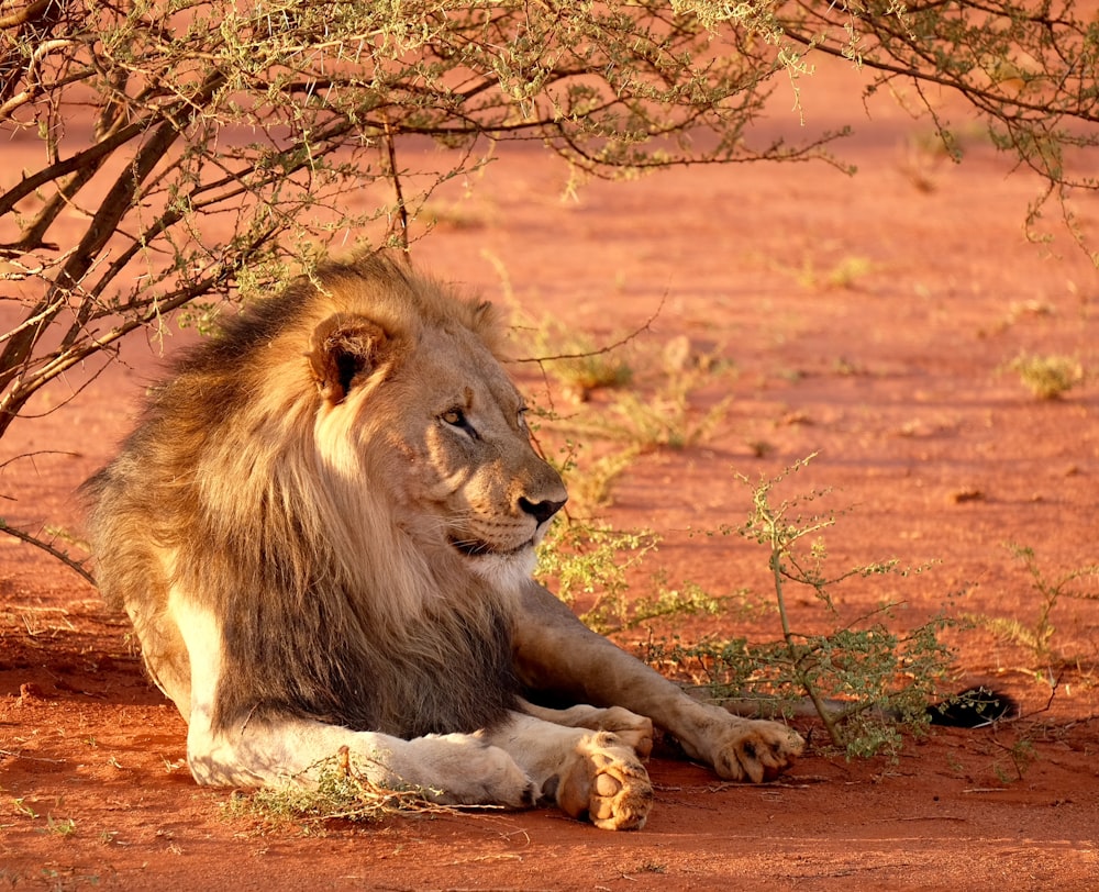 lion leaning near tree during daytime