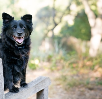 black dog on brown wooden armchair