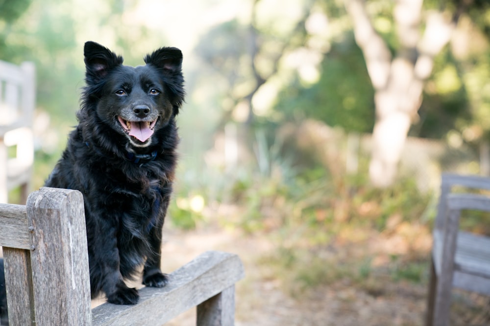 black dog on brown wooden armchair