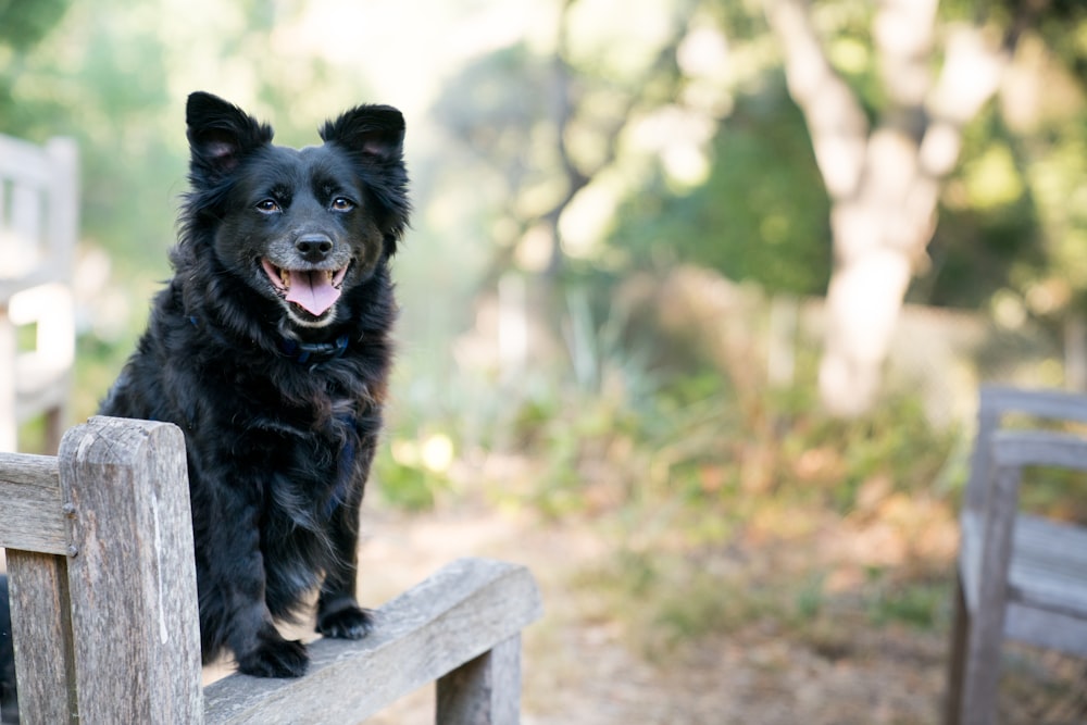 cane nero su poltrona in legno marrone