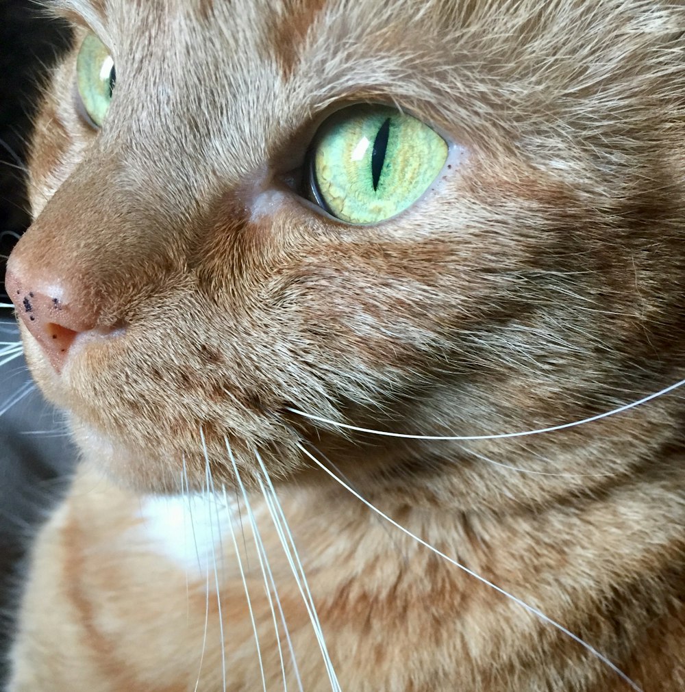 closeup photo of tabby cat