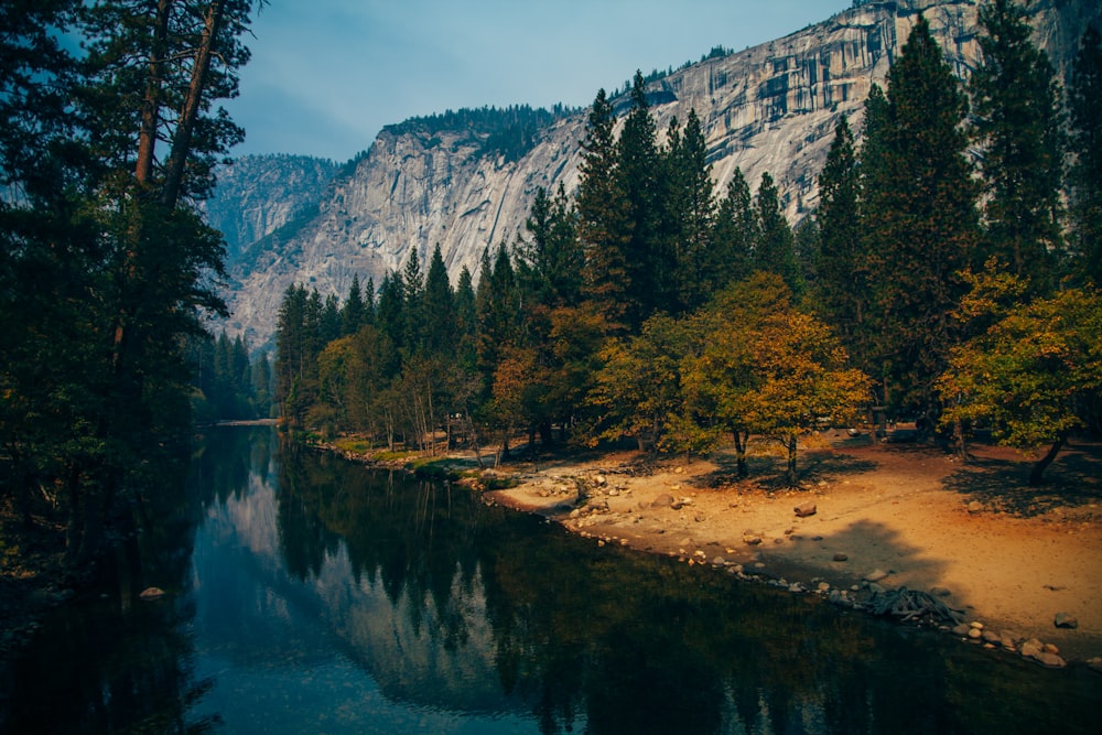 mountain and forest near body of water