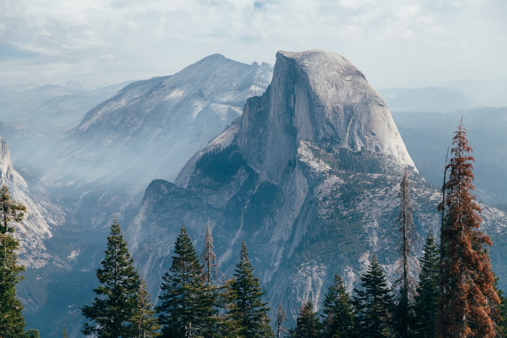 pine trees with mountain ahead