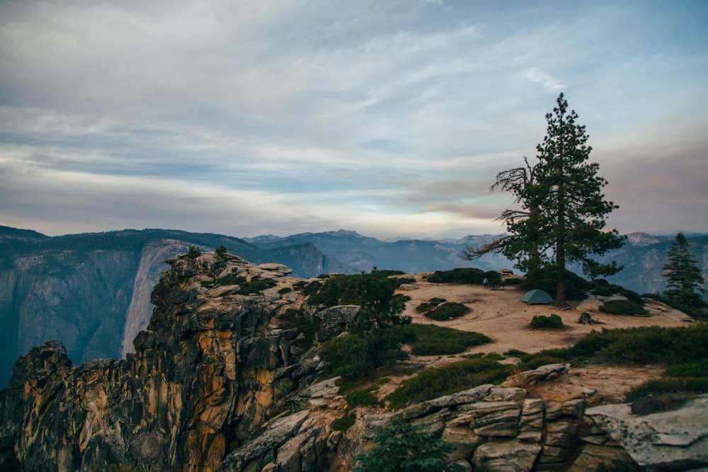 pine trees on cliff