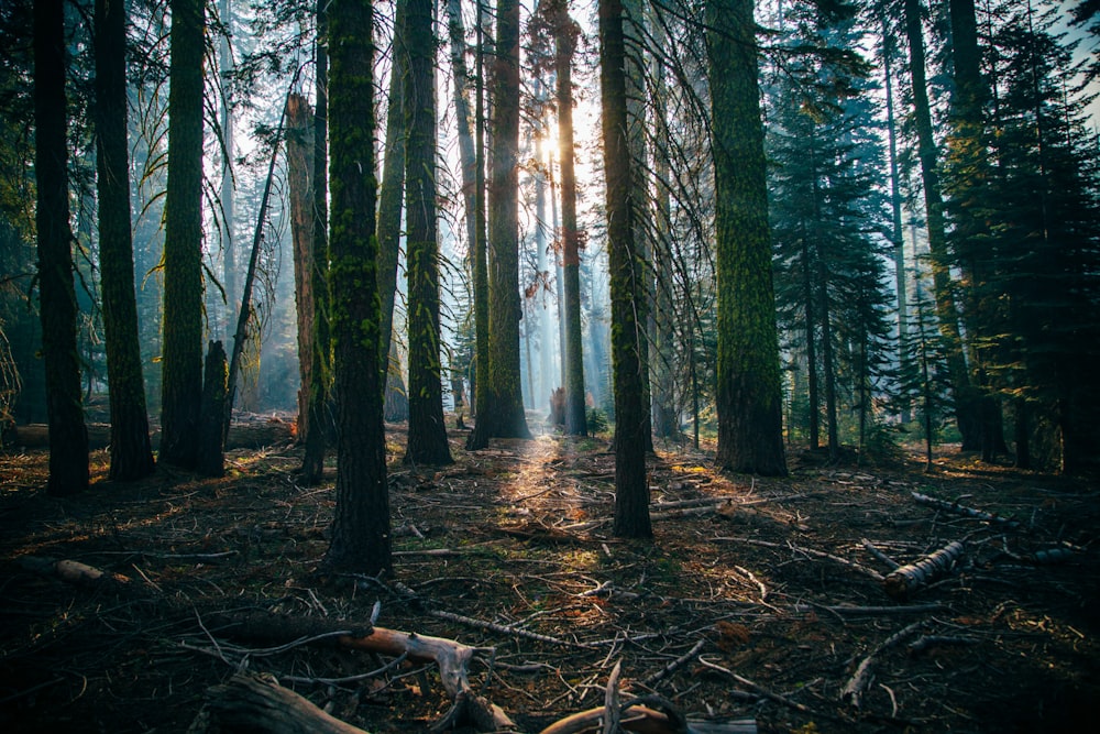 low angle of green leafed trees