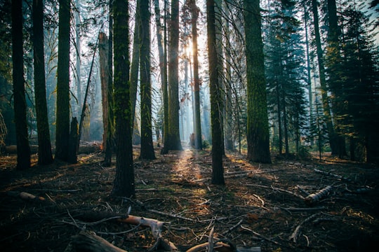 low angle of green leafed trees in Yosemite Valley United States