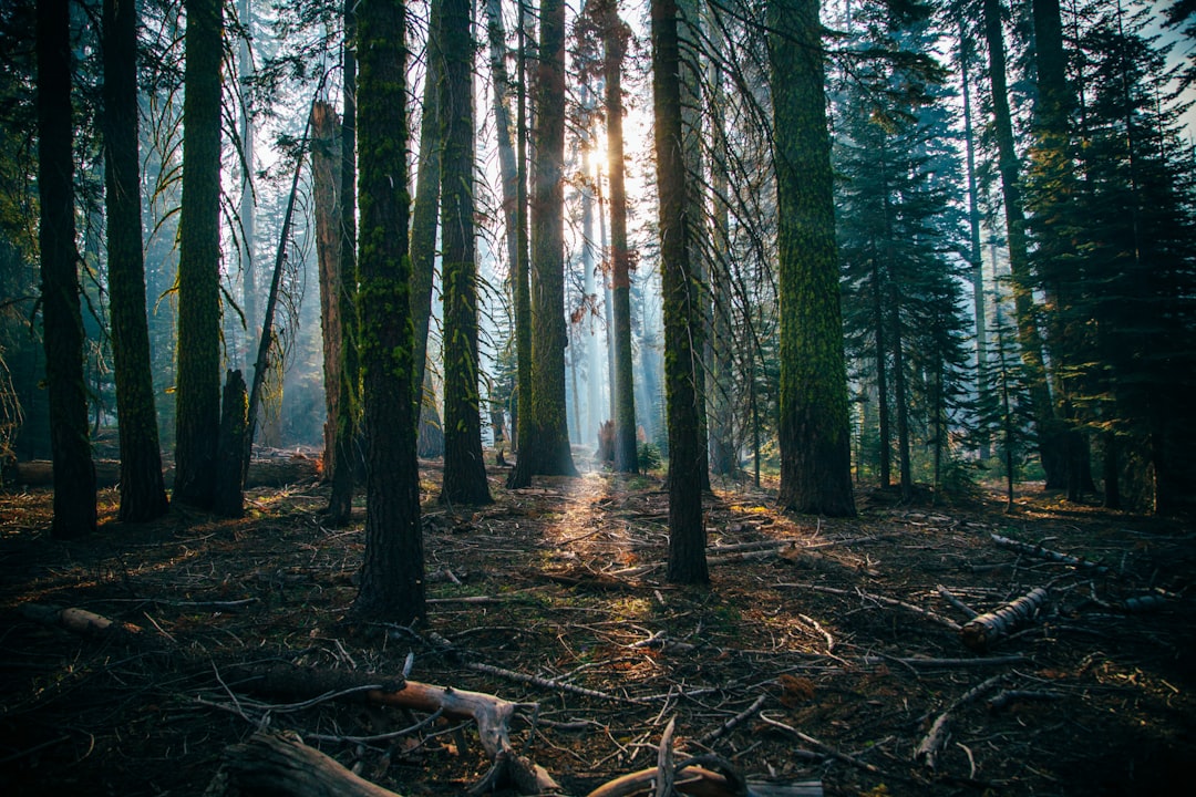 low angle of green leafed trees, Pacific Forests