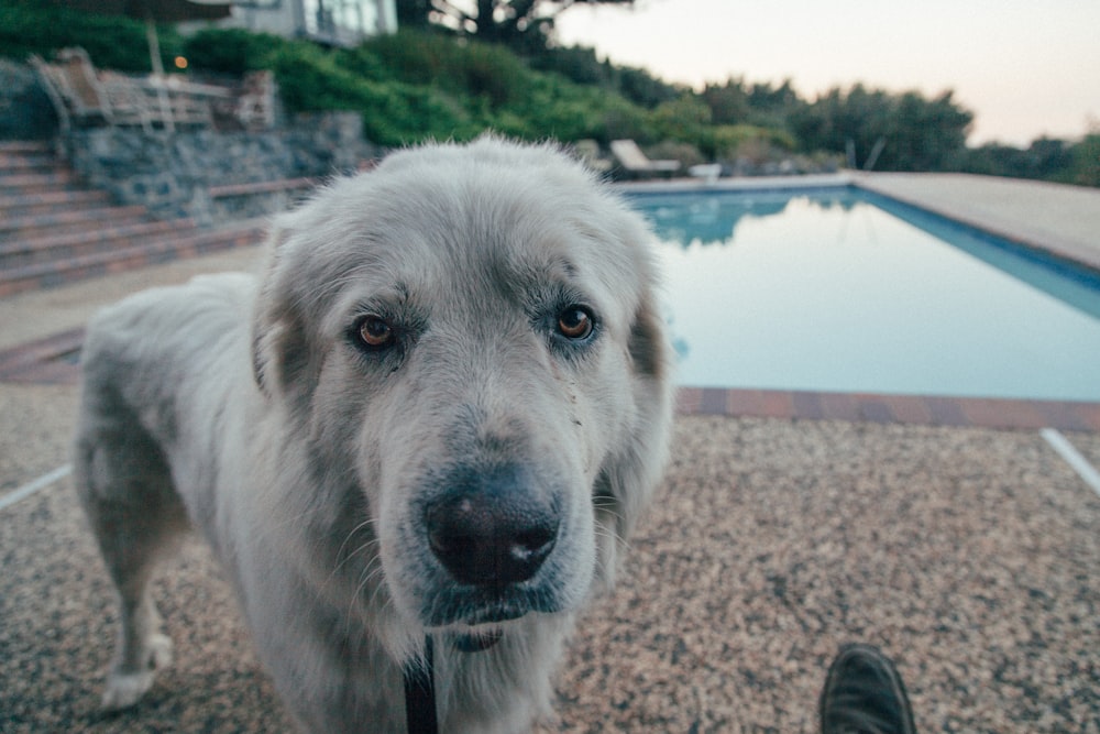 Fotografía de perro gris