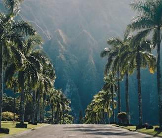 concrete road between palm trees during daytime