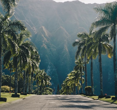 concrete road between palm trees during daytime