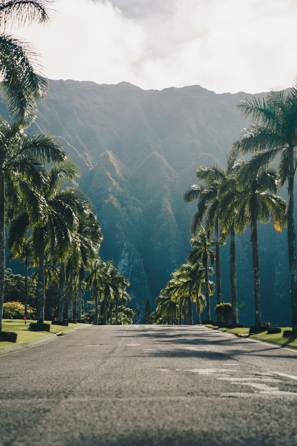 route bétonnée entre les palmiers pendant la journée