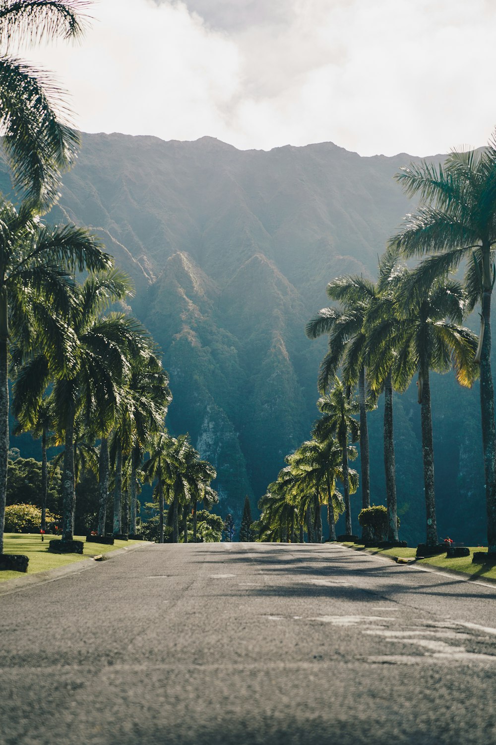 concrete road between palm trees during daytime