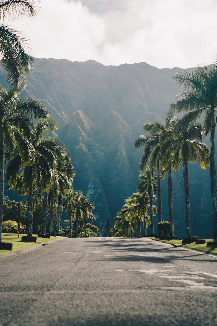 Palm-lined road, Kaneohe, Oahu