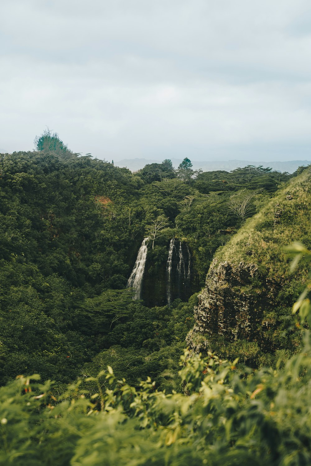 forest with waterfall