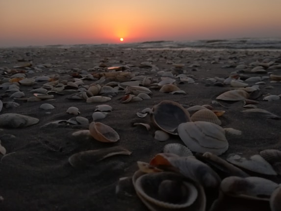 A beach covered with numerous seashells is pictured at sunset. The sun is low near the horizon, casting an orange glow across the sky and reflecting subtly on the water and scattered shells. The waves in the background are calm and the overall scene exudes tranquility.