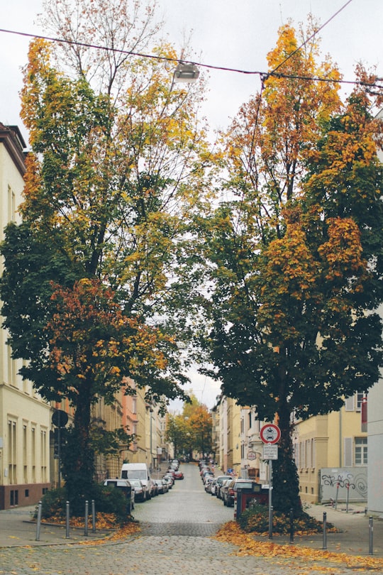 two trees near parked cars and building during dayttime in Stuttgart Germany