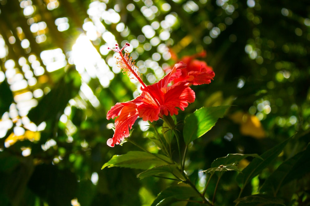red hibiscus flower in focus photography