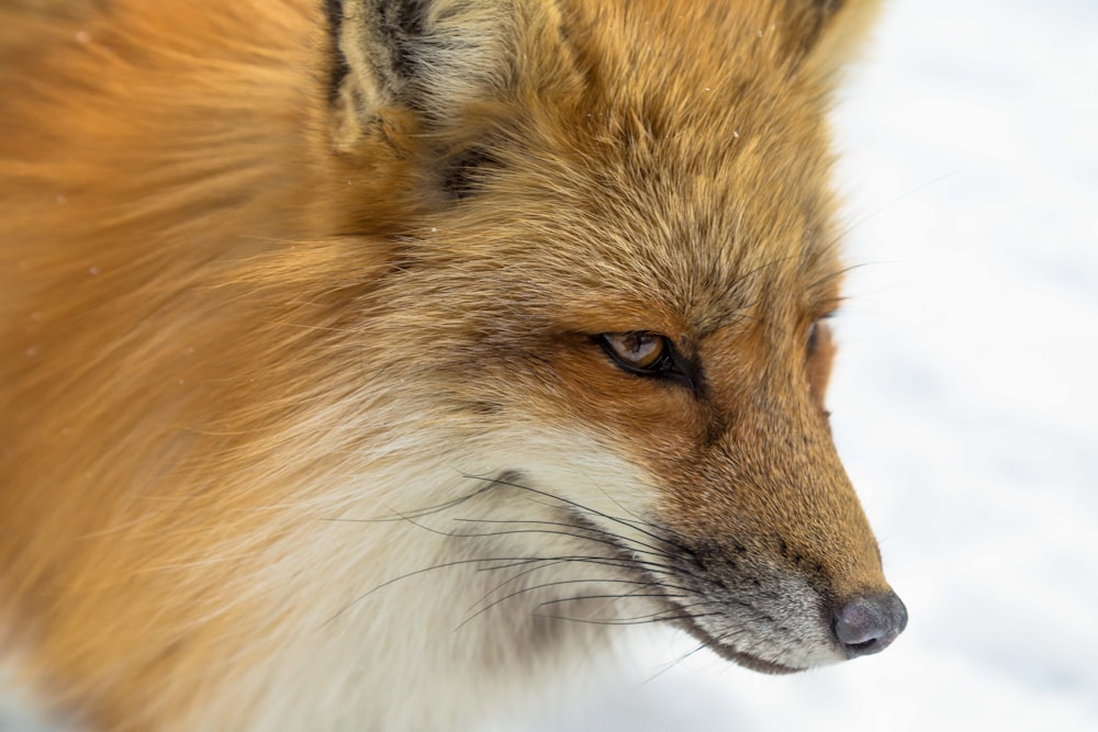 close-up photography of brown fox