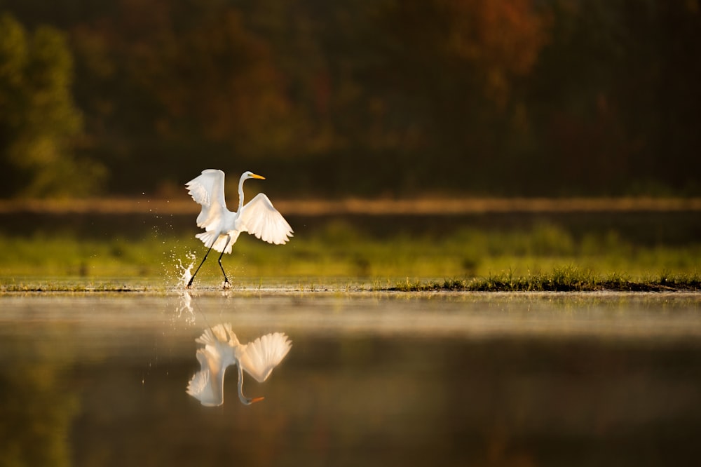 white crane bird walking near body of water