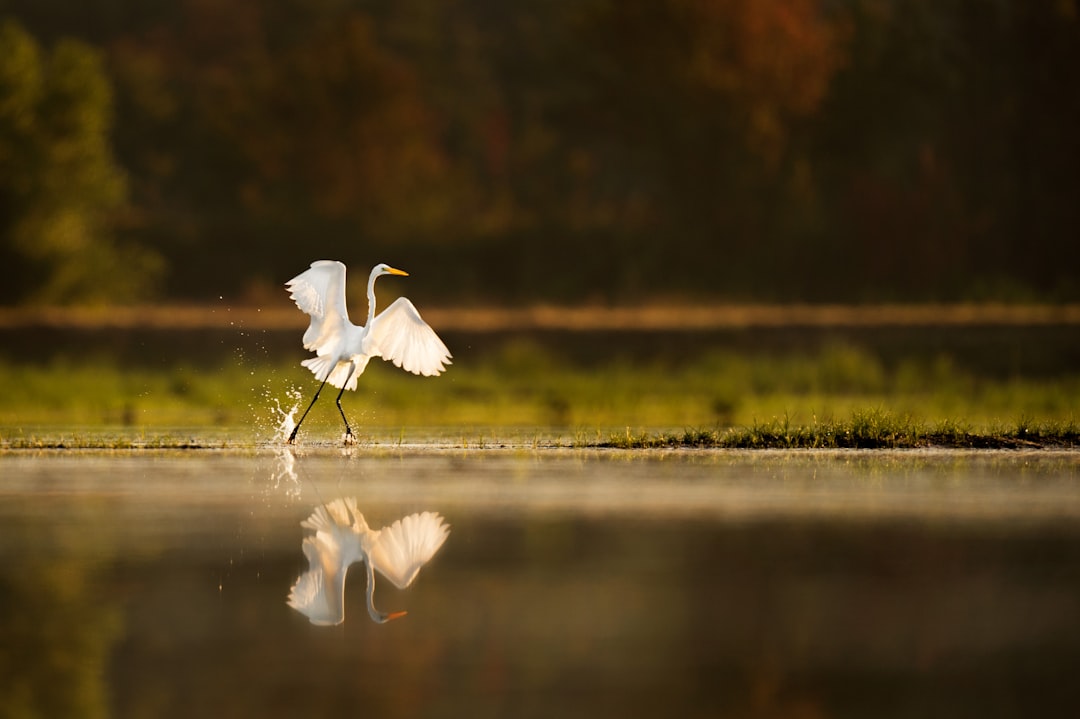 white crane bird walking near body of water, A Great Egret takes off from the calm shallow waters as the just risen sun