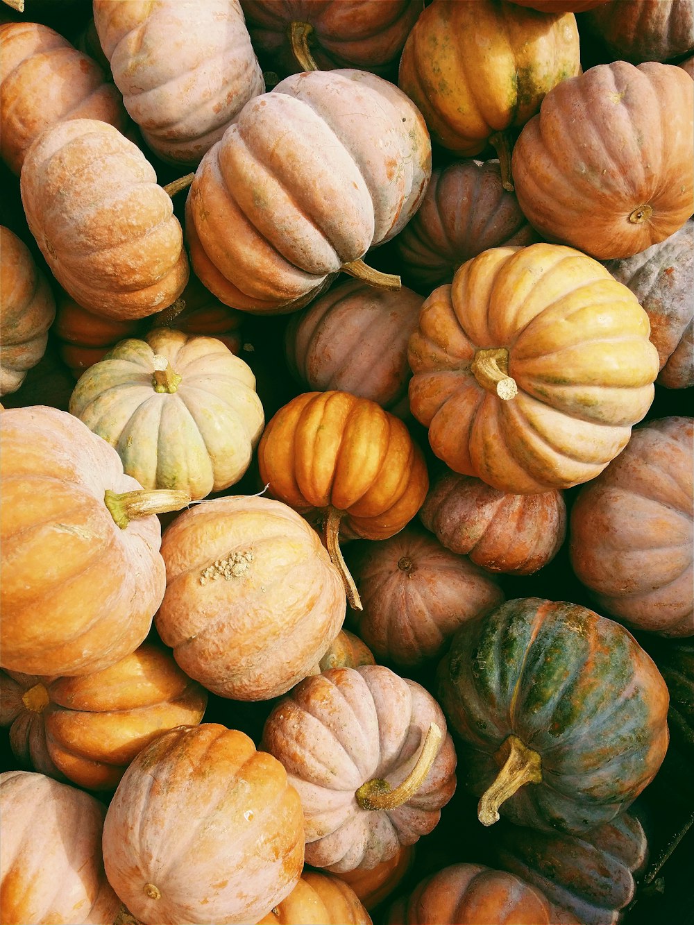 Foto di Lotto di zucca arancione e verde