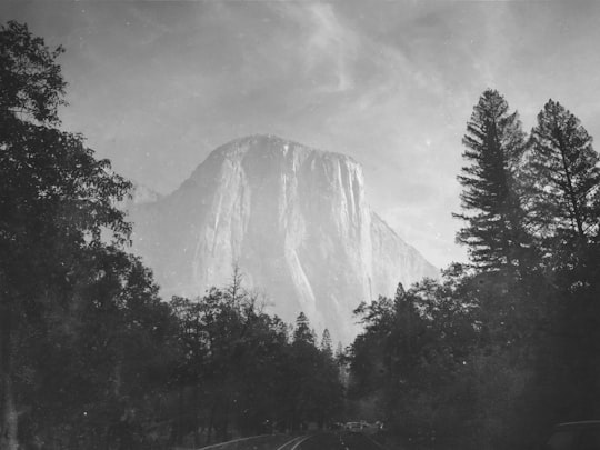 green leaf tree and mountain in El Capitan United States