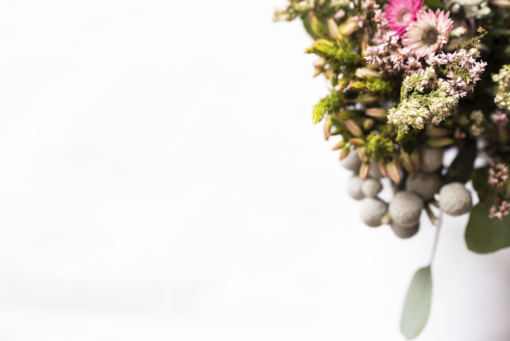 fiori dai petali rosa e piante verdi