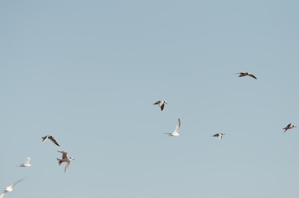 flock of birds flying