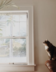medium-fur brown and white cat sitting on brown sofa near white window